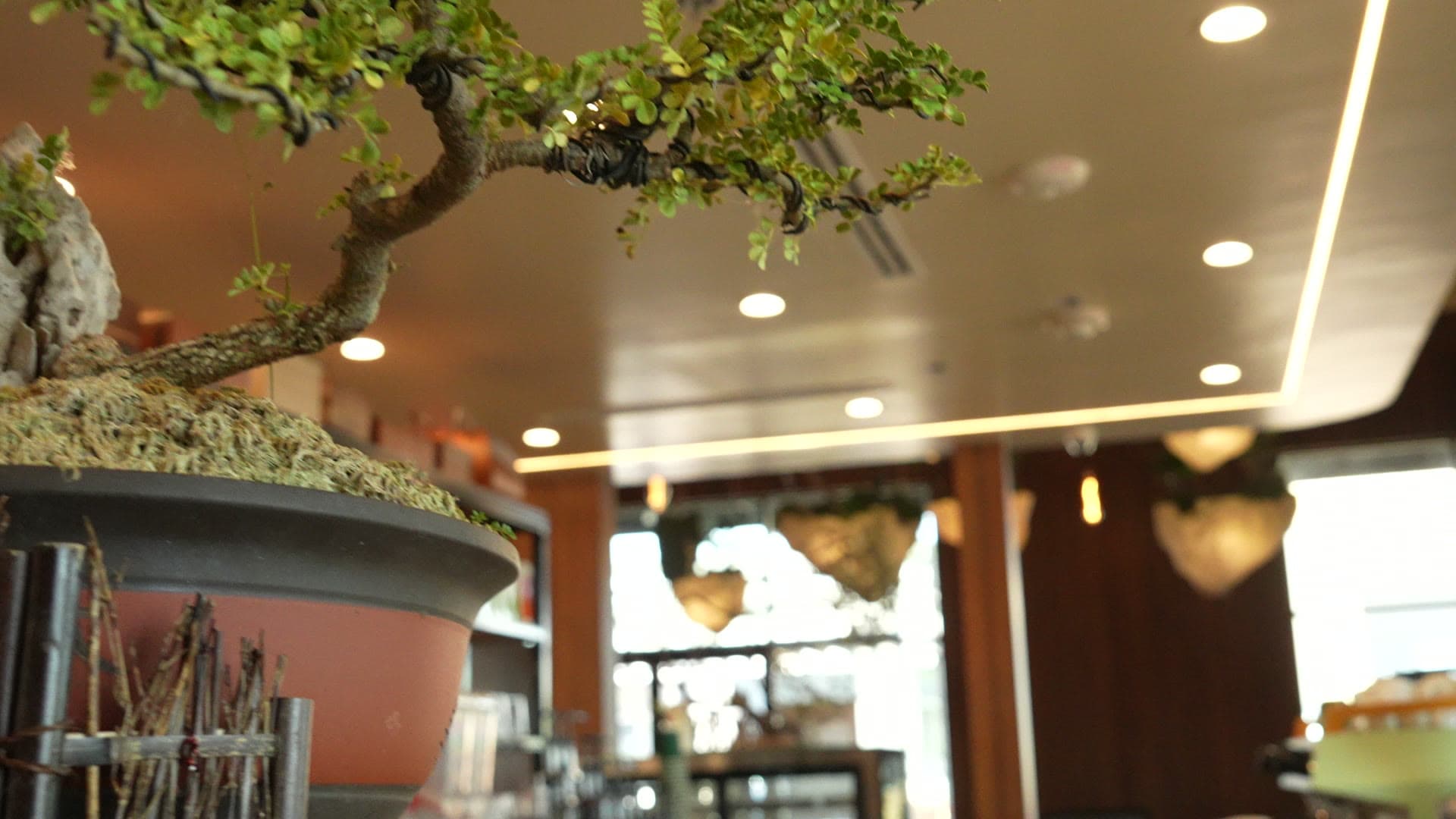A bonsai tree detail with warm interior light behind